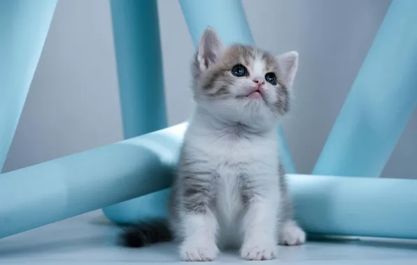 Кошка, взгляд, котенок, малыш, мордочка, колонны, сидит, голубой фон