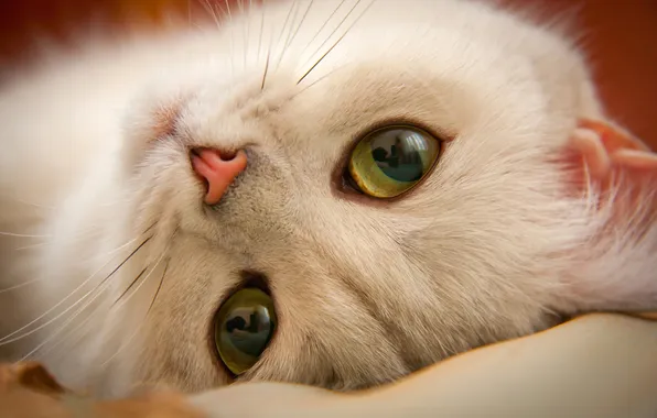 Кошка, белый, кот, взгляд, крупный план, поза, котенок, портрет