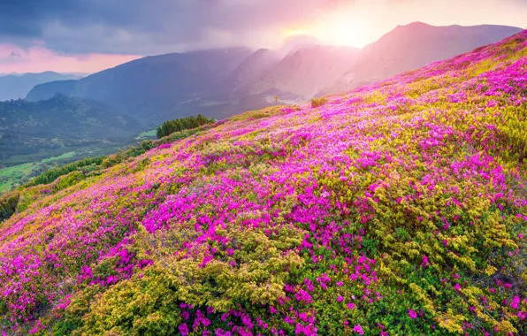 Flower, Mountain, Landscapes, Natura