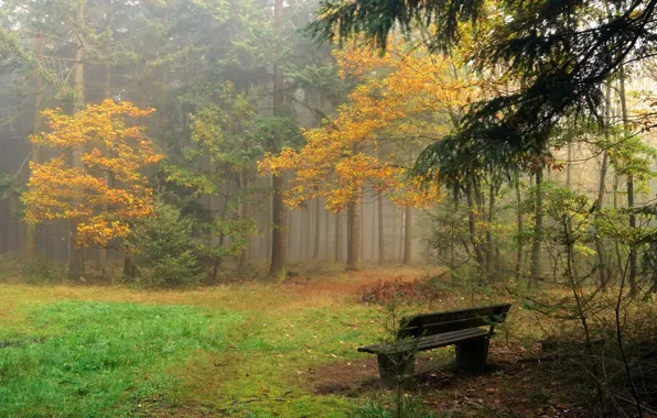 Картинка туман, парк, скамья