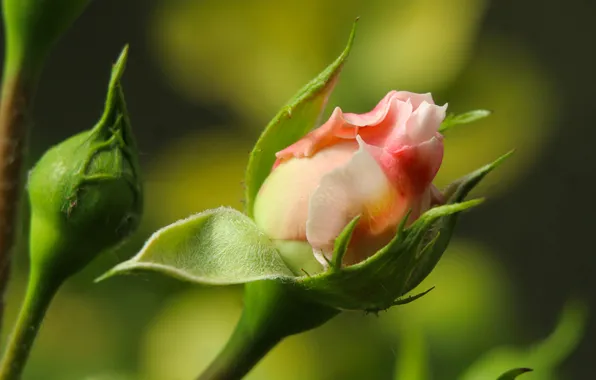 Pink, garden, roses