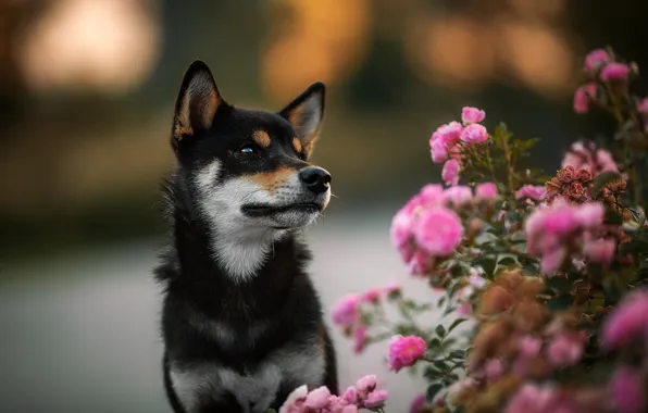 Цветы, фон, черный, розы, собака, щенок, розовый куст, сиба-ину