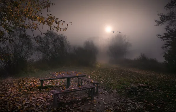 Картинка осень, туман, вечер, скамья