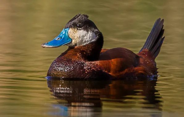 Картинка вода, утки, клюв, американская савка