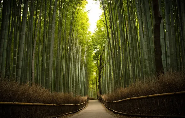 Дорога, деревья, бамбук