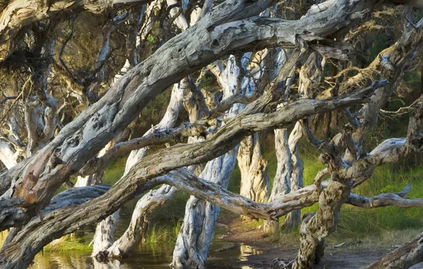 Лес, деревья, Олбани, Западная Австралия, пляж Нормана, Melaleuca