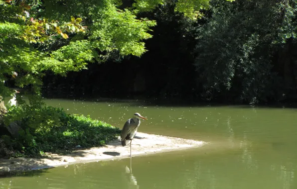 Картинка природа, озеро, птица, nature, lake, Серая цапля, grey heron