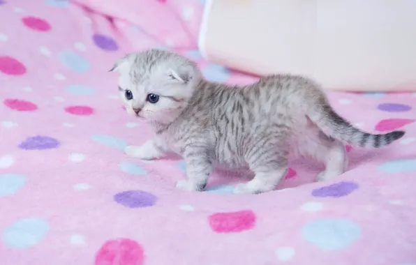 Кошка, котенок, серый, малыш, постель, плед, полосатый, розовый фон