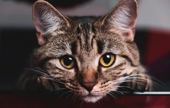 Кошка, глаза, взгляд, котенок, серый, фон, портрет, лапы
