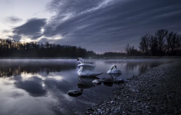 Картинка ночь, туман, озеро, лебеди