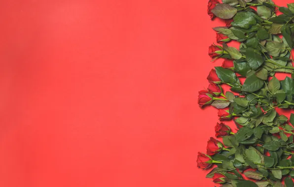 Цветы, фон, розы, бутоны, flowers, background, roses, buds