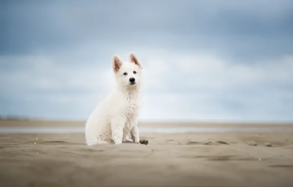 Картинка песок, небо, собака, щенок, боке