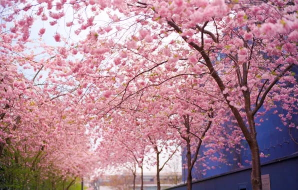 Картинка цветы, ветки, Дерево, весна, сакура, розовые, цветение