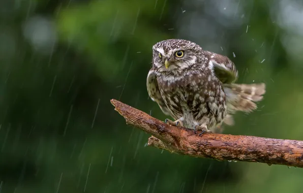 Картинка дождь, сова, птица, сук, Домовый сыч
