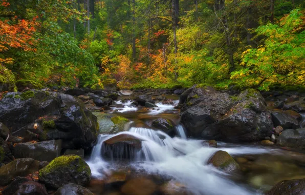 Осень, лес, ручей, камни, Mount Rainier National Park, Национальный парк Маунт-Рейнир, Washington State, Штат Вашингтон