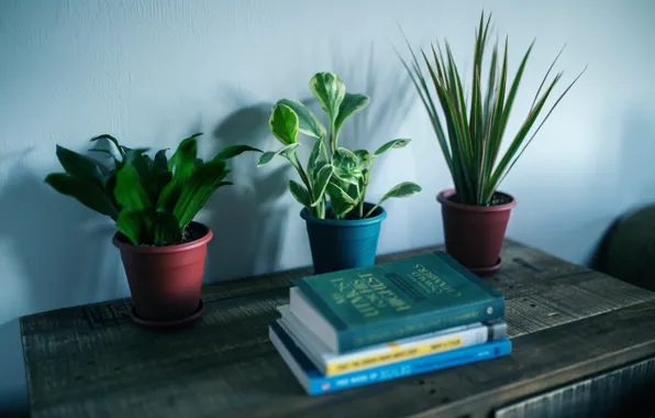 Table, plants, books
