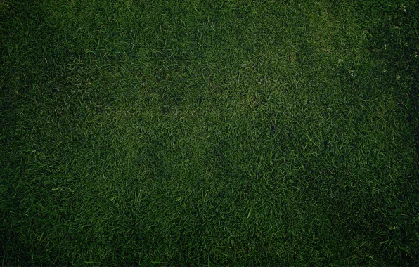 Зелень, трава, газон, обои, текстура, Green