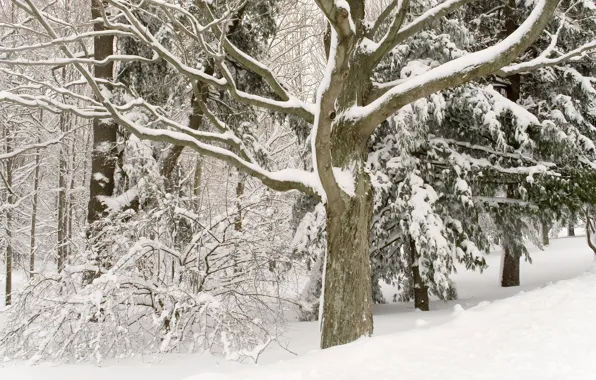 Зима, деревья, белосныжные