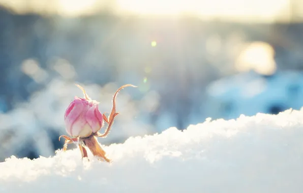 Картинка цветок, снег, розовая, роза, бутон, солнечно