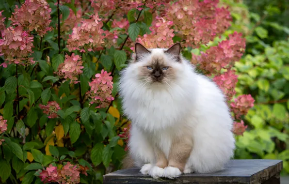 Кошка, кот, взгляд, цветы, поза, сад, розовые, мордашка