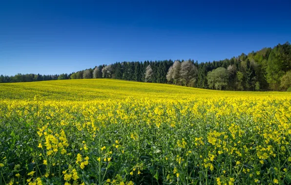 Картинка поле, лето, Германия, рапс