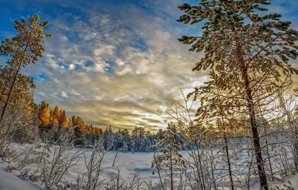 Картинка лес, снег, деревья, сугробы