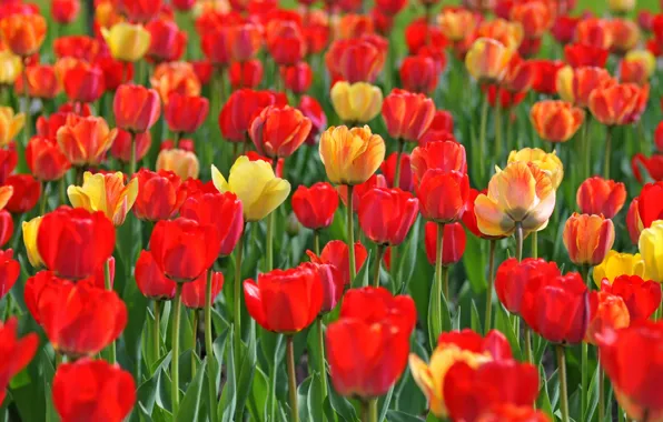 Картинка весна, лепестки, луг, тюльпаны