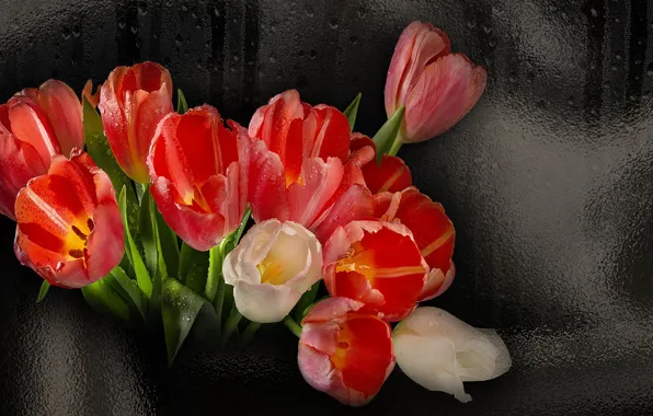 Цветы, красота, гламур, тюльпаны, обои на рабочий стол