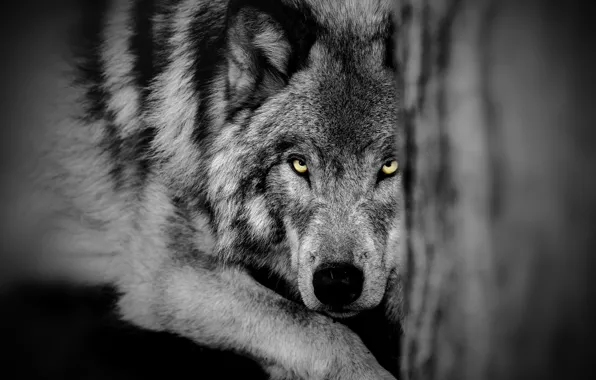 Картинка глаза, взгляд, волк