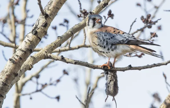 Птица, мышка, American Kestrel