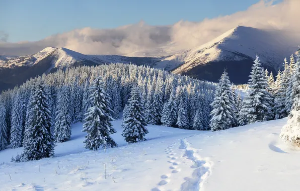 Картинка зима, снег, деревья, горы, следы, природа, елки, ёлки