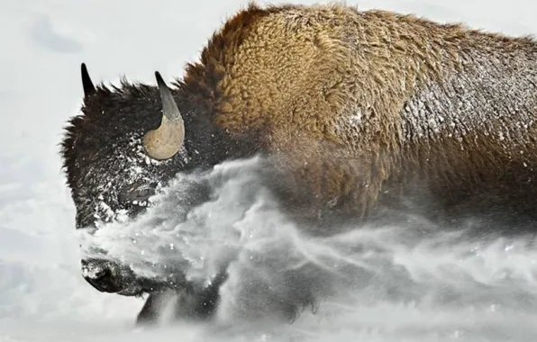 Картинка usa, animal, buffalo, montana, bisson