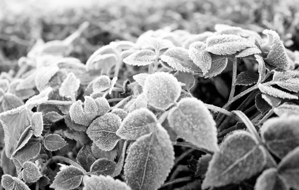 Иней, листья, мороз, Черно-белая