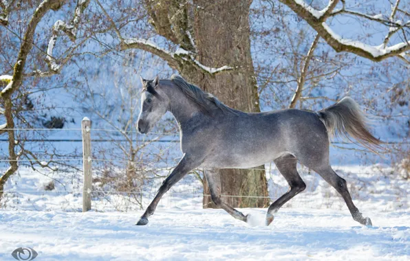 Картинка серый, конь, лошадь, бег, грация, (с) OliverSeitz