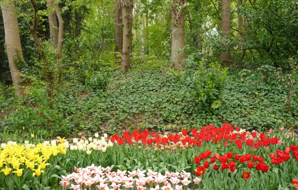 Деревья, цветы, сад, тюльпаны, Нидерланды, Keukenhof, Lisse