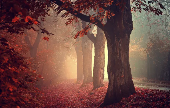 Дорога, осень, лес, деревья, природа