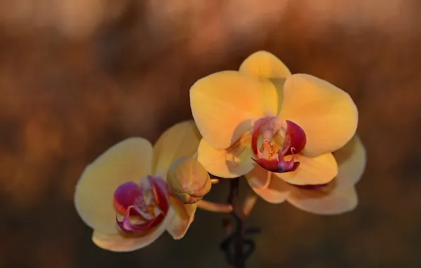 Картинка цветок, фон, орхидея, боке, фалинопсис, гелиос44м