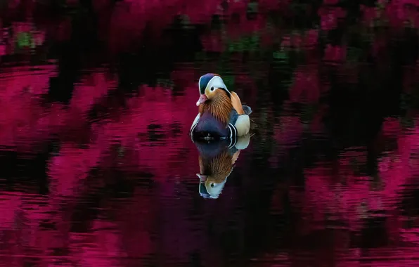 Птица, утка, водоем, мандаринка