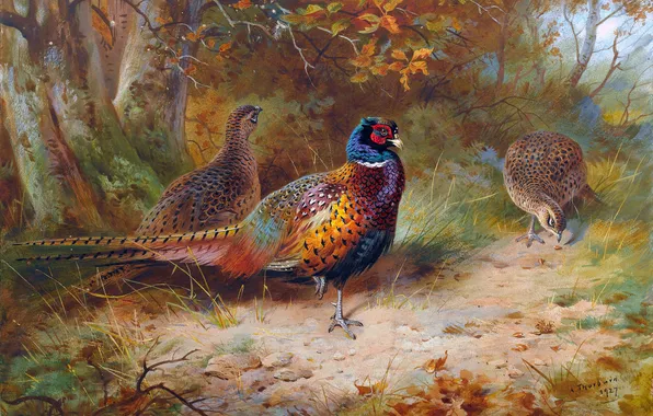 Деревья, Птицы, Картина, Фазаны, Archibald Thorburn, Арчибальд Торберн, Шотландский живописец, Осенний покров