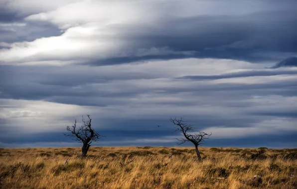 Поле, деревья, пейзаж