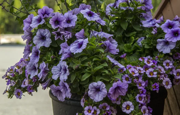 Картинка Букет, Bouquet, Голубые цветы, Blue flowers