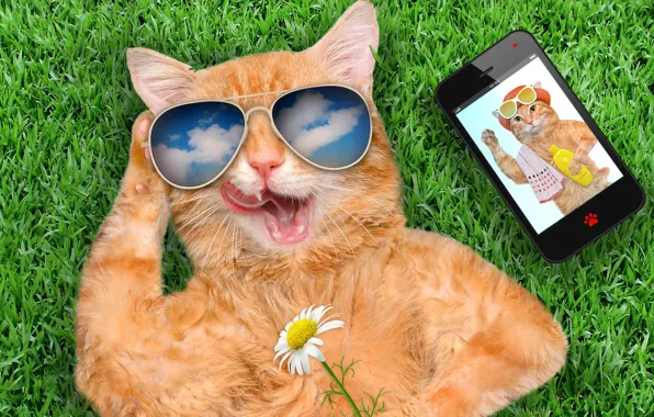 Картинка grass, cat, smart phone