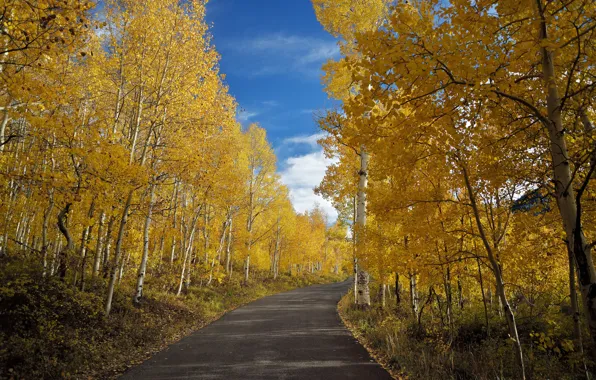Картинка дорога, осень, природа, берёзы