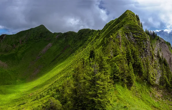 Горы, природа, холмы, склоны, вершины, весна, зеленые
