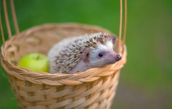 Белый, яблоко, ежик, мордашка, корзинка, зеленый фон, ёжик, боке