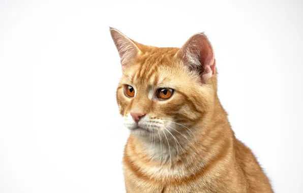 Кошка, кот, портрет, рыжий, белый фон, желтые глаза