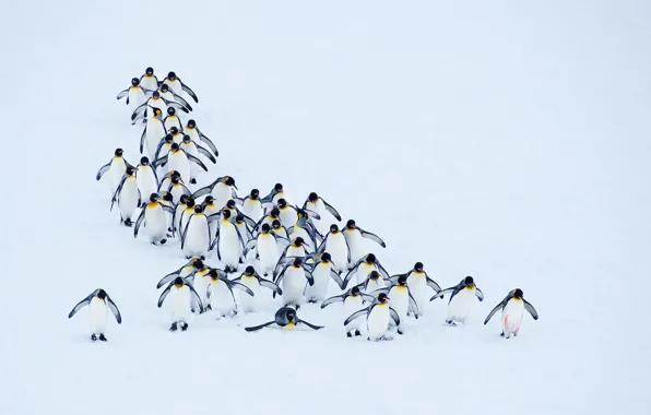 Картинка снег, природа, пингвины