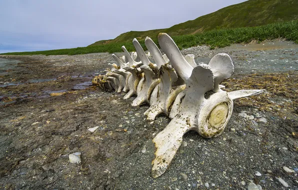 Coast, whale, skeleton