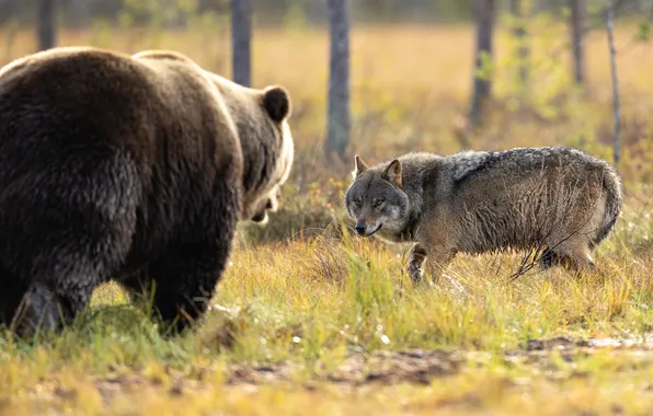 Картинка встреча, волк, медведь, Финляндия