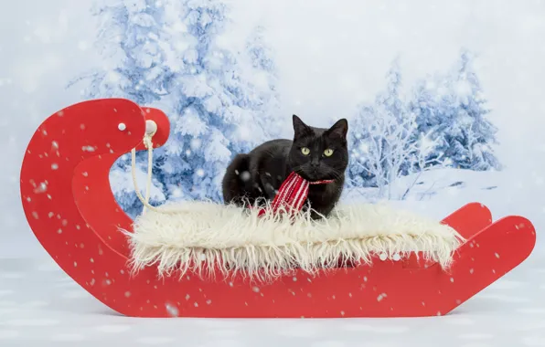 Зима, кошка, кот, взгляд, снег, красный, фон, черный